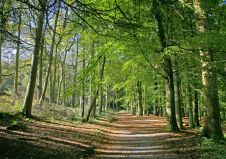 Forestry Commission Uses Aerial Photography to Create Forest and Woodland Maps