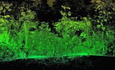 Bluesky和莱斯特大学在激光雷达上合作进行详细的树分析